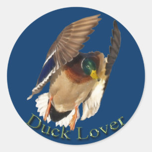 Landing Mallard Duck Drake Bird Wildlife Sticker