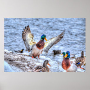 Landingsfoto Mallard Duck Drake Wildlife Poster