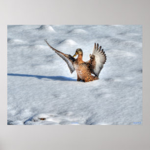 Landingsfoto Mallard Duck Wildlife Poster