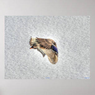 Landingsfoto Mallard Duck Wildlife Poster