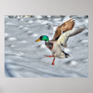 Landingsfoto Mallard Duck Wildlife Poster