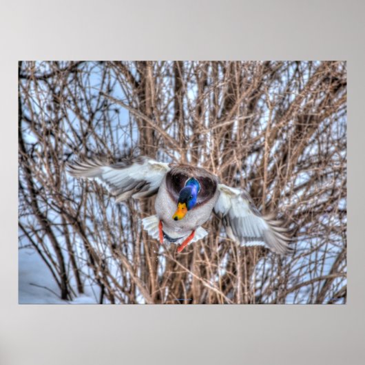 Landingsfoto Mallard Duck Wildlife Poster (Voorkant)