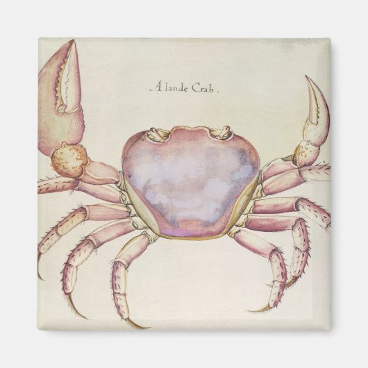 Landkrab Magneet (Voorkant)