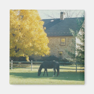 Landpaarden - magneet