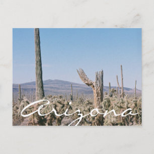 Landschap Arizona Briefkaart Desert Cacti