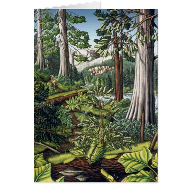 Landschap Art Print Blank Kaart - BC Forest Kaarte (Voorkant)