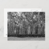 Landschap Banyan Bomen B&W Foto Briefkaart (Voorkant / Achterkant)