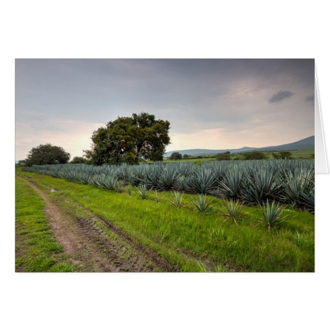 Landschap Blauwe Agave (Voorkant Horizontaal)