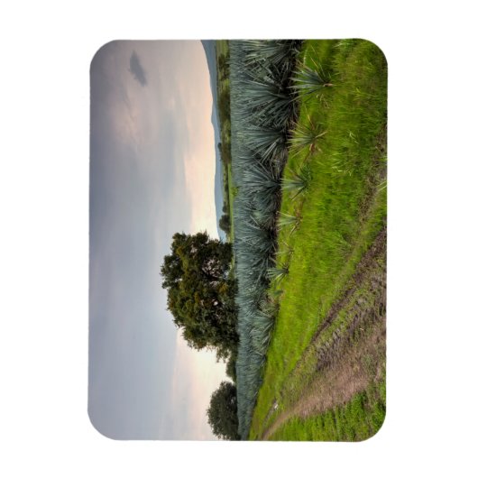 Landschap Blauwe Agave Magneet (Verticaal)