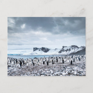 Landschap Chinstrap Penguin Colony Briefkaart