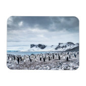 Landschap Chinstrap Penguin Colony Magneet (Horizontaal)
