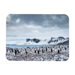 Landschap Chinstrap Penguin Colony Magneet