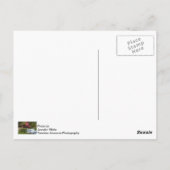 Landschap Hodgson Mill Briefkaart (Achterkant)