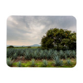 Landschap met blauw Agave Magneet (Horizontaal)