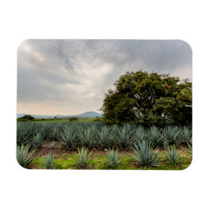 Landschap met blauw Agave Magneet