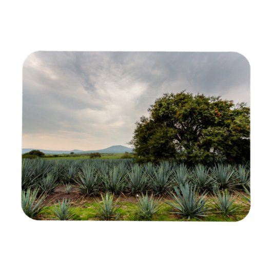 Landschap met blauw Agave Magneet (Horizontaal)