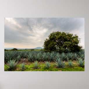 Landschap met blauw Agave Poster