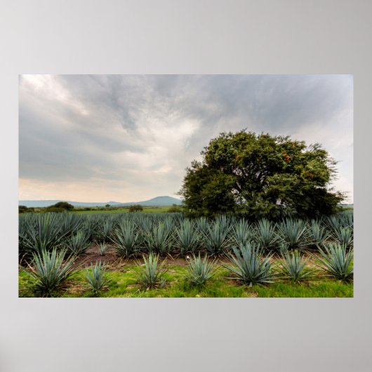 Landschap met blauw Agave Poster (Voorkant)