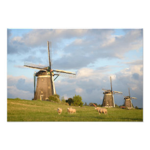 Landschap met windmolens en schapen foto afdruk