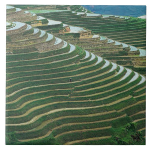 Landschap van de rijstterrassen in de berg, 3 tegeltje