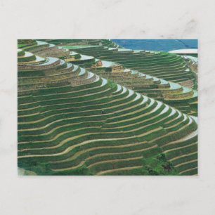 Landschap van de rijstterrassen in de bergen, 3 briefkaart