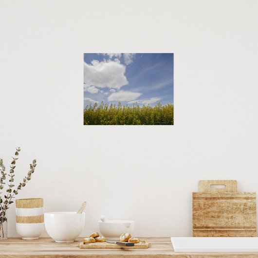 landschap van het canolese veld klaar om te oogste poster (Keuken)