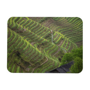 Landschap van rijstterrassen in de berg, magneet