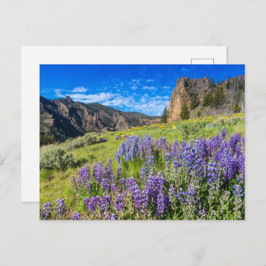 Landschap Yellowstone National Park Wildbloemen Briefkaart (Voorkant / Achterkant)