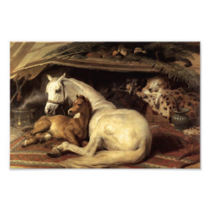 Landseer de Arab Tent Foto Afdruk