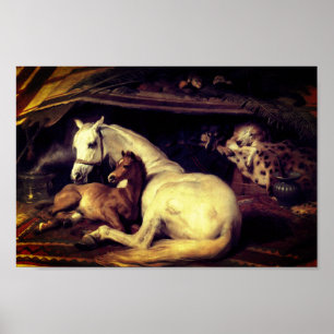 Landseer de Arab Tent Horses Poster