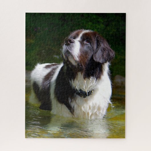 Landseer Dog. Legpuzzel (Verticaal)