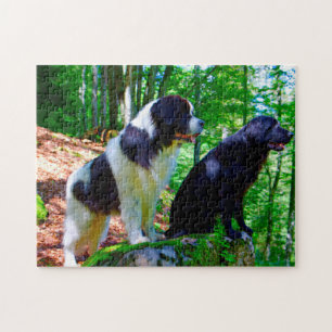 Landseer hond. legpuzzel