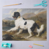 Landseer Newfoundland Dog (zwart en wit dier) Tissuepapier (Craft)