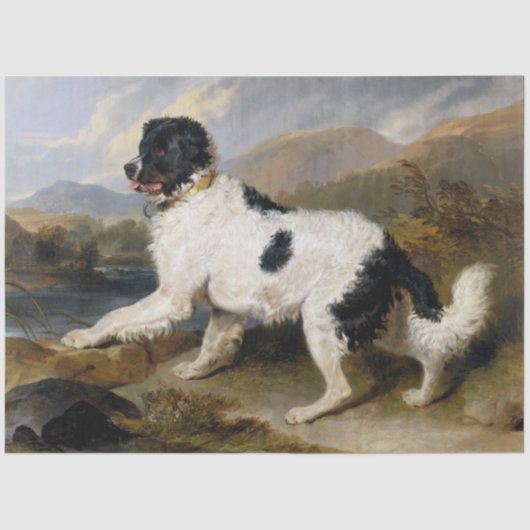 Landseer Newfoundland Dog (zwart en wit dier) Tissuepapier (Voorkant)
