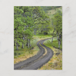 Landweg door bomen, Oregon Briefkaart