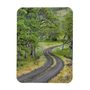 Landweg door bomen, Oregon Magneet