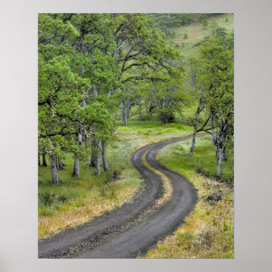 Landweg door bomen, Oregon Poster