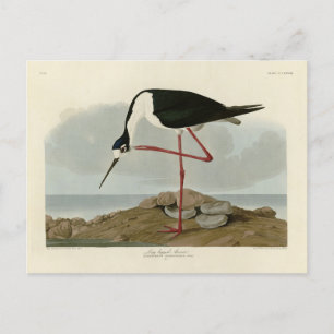 Lange advocaat uit Audubon's vogels in Amerika Briefkaart