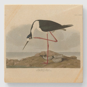 Lange advocaat uit Audubon's vogels in Amerika Stenen Onderzetter