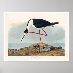 Lange advocaat van het Poster Audubon