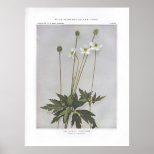 Lange Anemoon; Thimbleweed - virginiana van de Poster