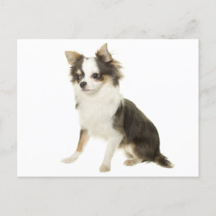 Lange Haar Chihuahua Puppy Dog Post Kaart