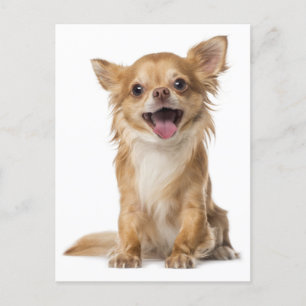 Lange Haar Chihuahua Puppy Dog Post Kaart