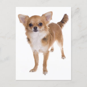 Lange Haar Chihuahua Puppy Dog Post Kaart