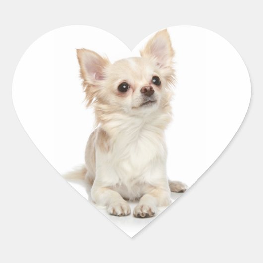 Lange Haired Chihuahua Hart Sticker (Voorkant)