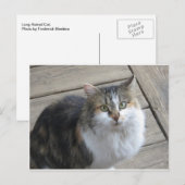 Lange haren kat briefkaart (Voorkant / Achterkant)