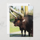 Lange hoorn Koe 7 Briefkaart (Voorkant / Achterkant)