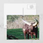 Lange hoorn Koe 8 Briefkaart (Voorkant / Achterkant)