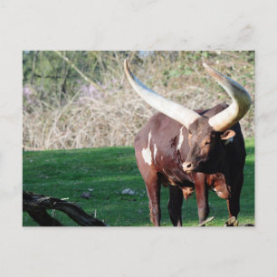 Lange hoorn Koe 8 Briefkaart