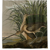 Lange kieuwkromme van de Amerikaanse vogels van Au Douchegordijn (Voorkant)